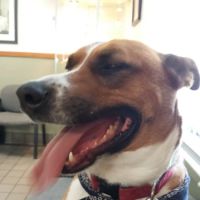 Dowagiac Animal Hospital ico