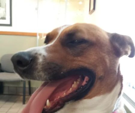 Dowagiac Animal Hospital