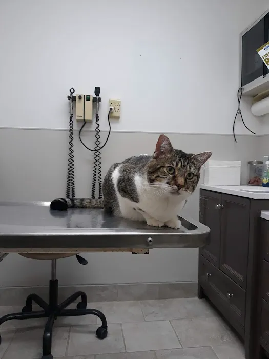 Dowagiac Animal Hospital Picture 3