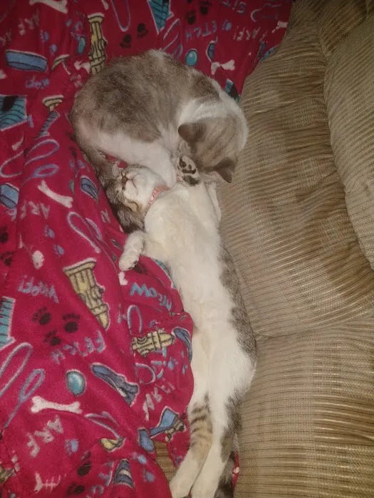 Dowagiac Animal Hospital Picture 8