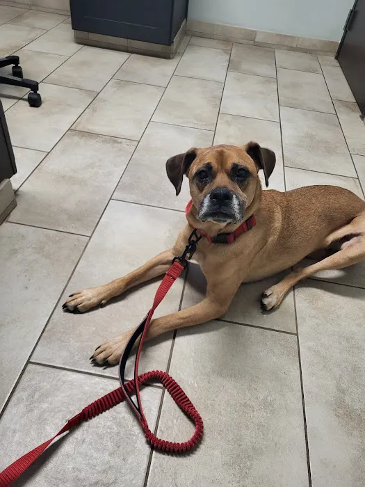 Morris Animal Hospital Picture 1