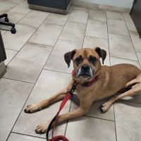 Morris Animal Hospital ico