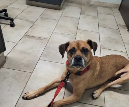 Morris Animal Hospital
