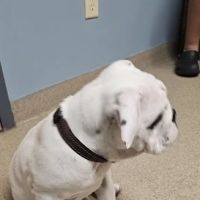 Lakeland Animal Care ico