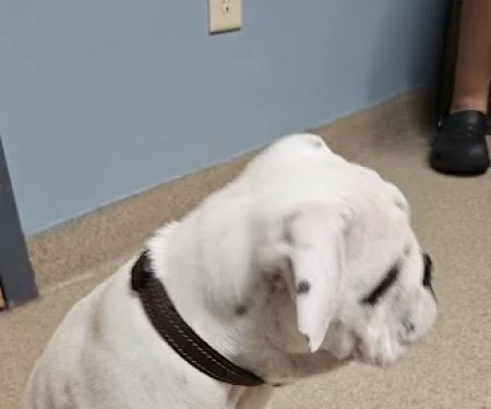 Lakeland Animal Care