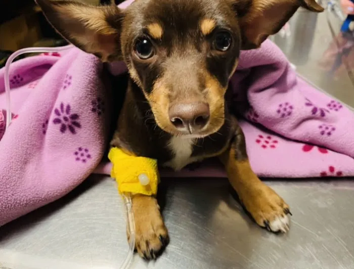 Lakeland Animal Care Picture 7