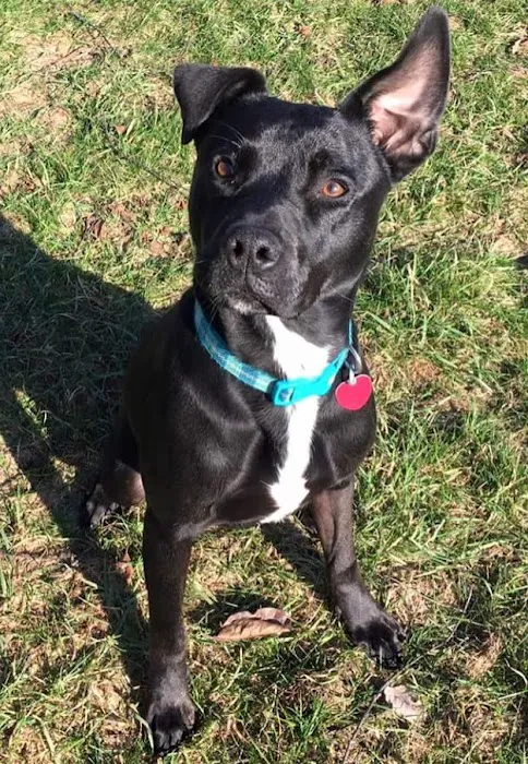 Lakeland Animal Care Picture 9