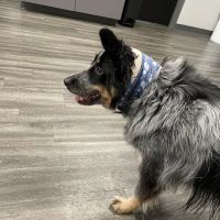 Emergency Veterinary Care Centers ico