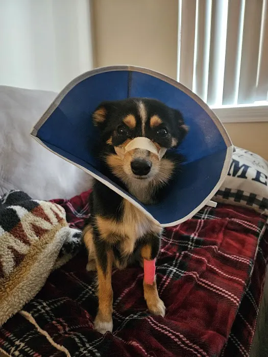 Emergency Veterinary Care Centers Picture 9