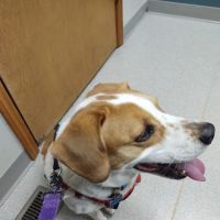 Mishawaka Animal Care Center ico