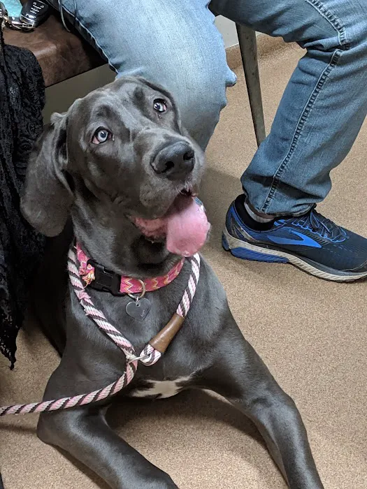 Mishawaka Animal Care Center Picture 7