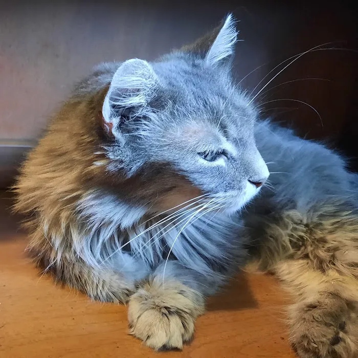 Cat Care Clinic Picture 2