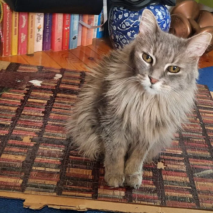 Cat Care Clinic Picture 1
