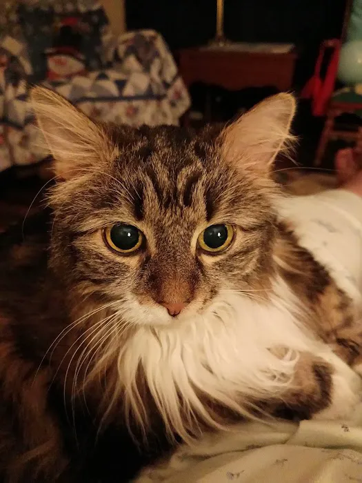 Cat Care Clinic Picture 4