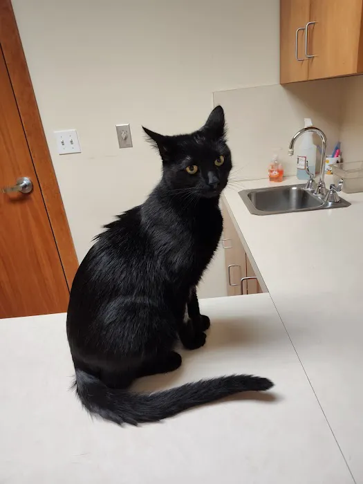 Cat Care Clinic Picture 7