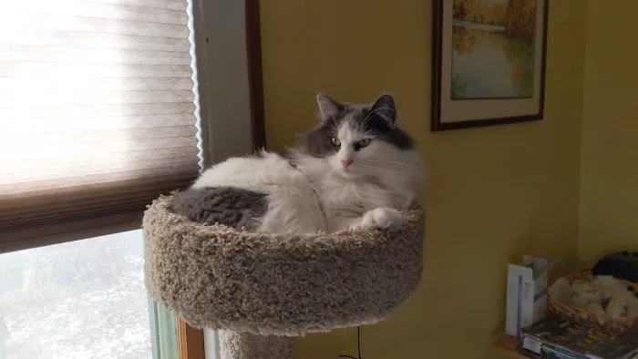 Cat Care Clinic Picture 10