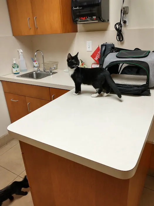 Cat Care Clinic Picture 6