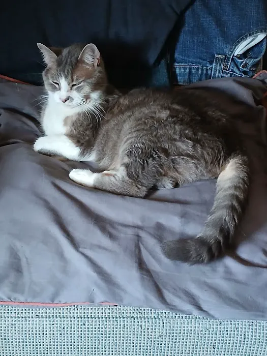 Cat Care Clinic Picture 5