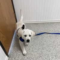 Kern Road Veterinary Clinic ico