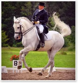 Equine All Sports Medicine Picture 1