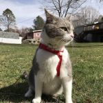 Sandhill Veterinary Services