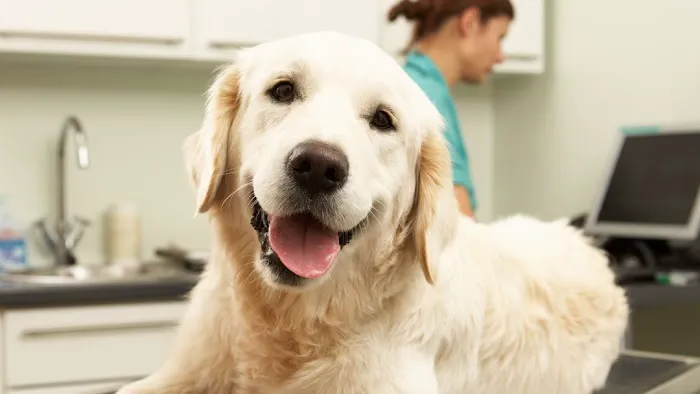 Sandhill Veterinary Services Picture 4