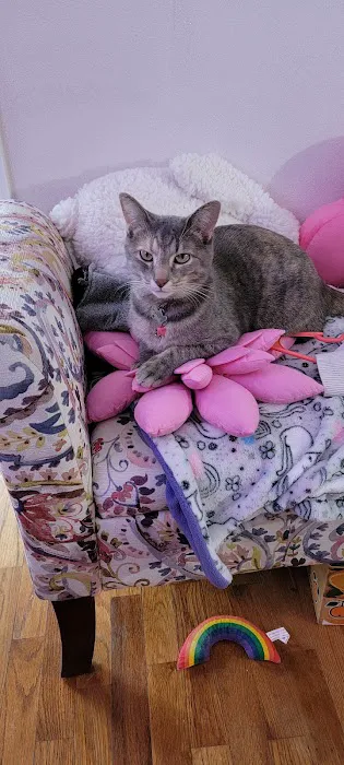 Riverside Cat Hospital Picture 1