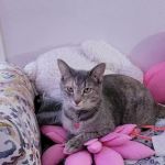 Riverside Cat Hospital