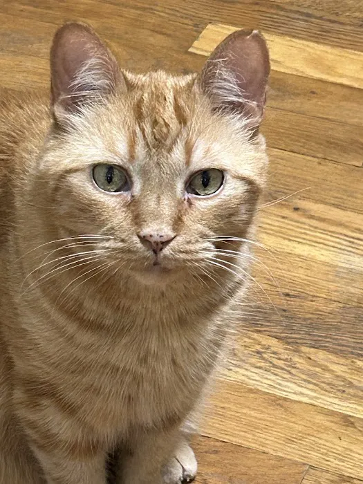 Riverside Cat Hospital Picture 2