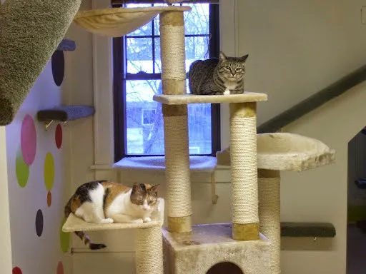 Riverside Cat Hospital Picture 5