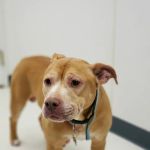 Jolly Road Veterinary Hospital