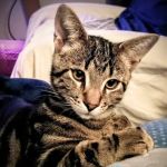 Capital Area Humane Society Spay & Neuter Clinic