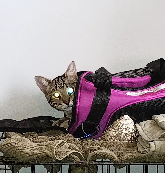 Capital Area Humane Society Spay & Neuter Clinic Picture 8