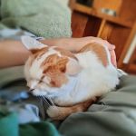 Pennsylvania Veterinary Care