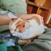 Pennsylvania Veterinary Care ico
