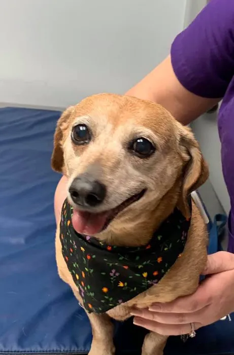 Pennsylvania Veterinary Care Picture 6