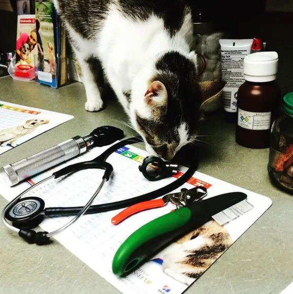 Pennsylvania Veterinary Care Picture 8