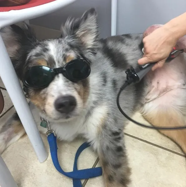 Pennsylvania Veterinary Care Picture 9