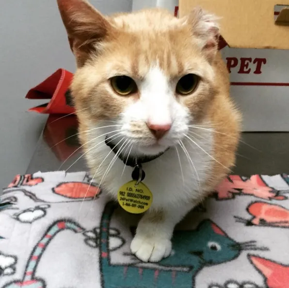 Pennsylvania Veterinary Care Picture 10