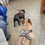 Schultz Veterinary Clinic