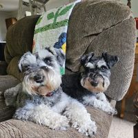 Southside Animal Hospital ico