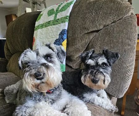Southside Animal Hospital