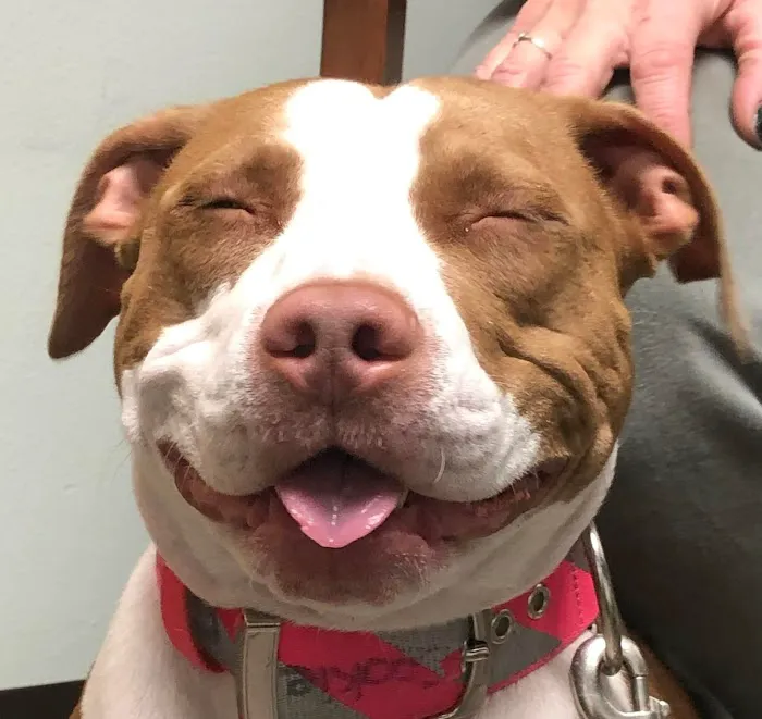 Southside Animal Hospital Picture 2