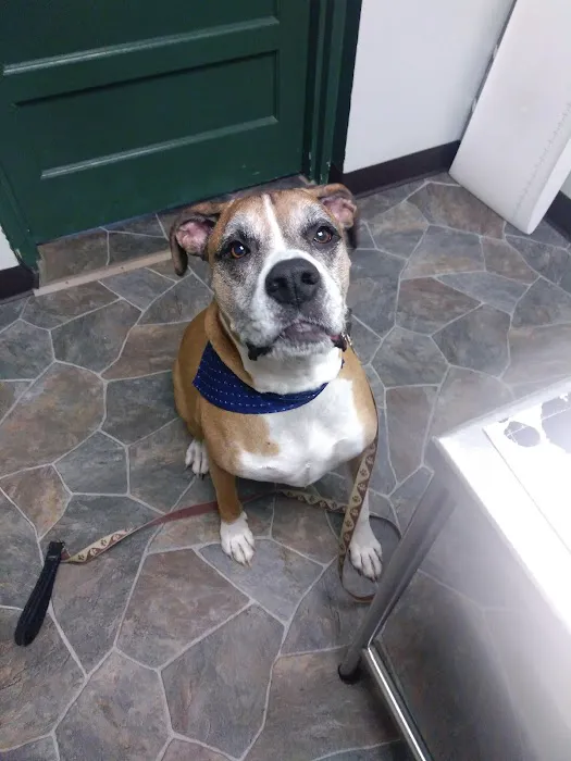 Southside Animal Hospital Picture 4