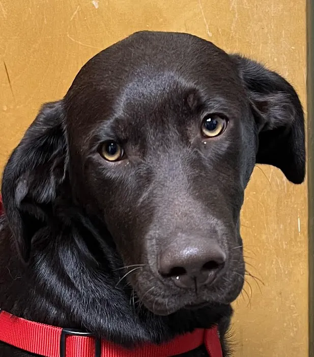 Southside Animal Hospital Picture 8