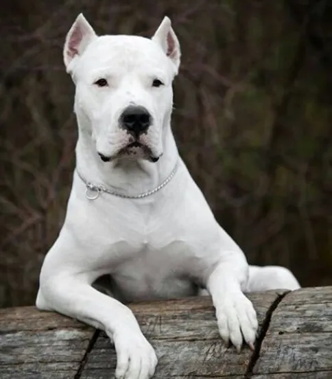 Southside Animal Hospital Picture 10