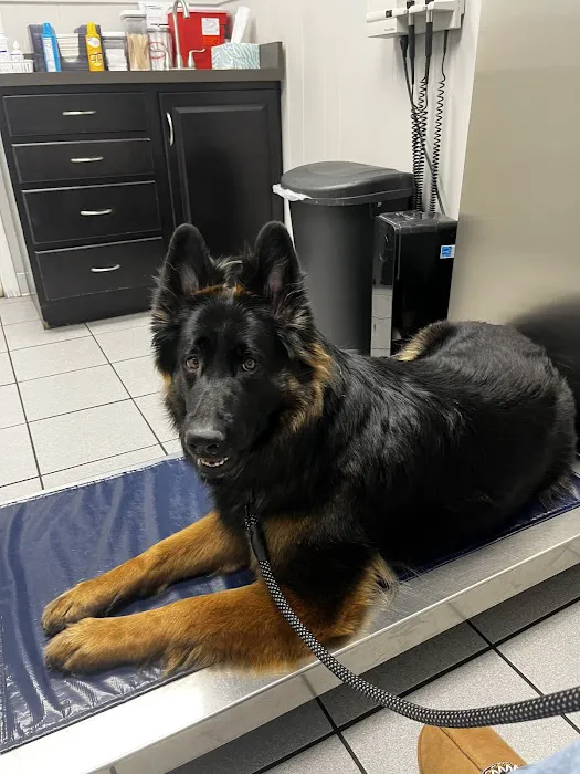 Waverly Animal Hospital Boarding Grooming & Wellness Center Picture 2