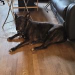 Evergreen Veterinary Clinic