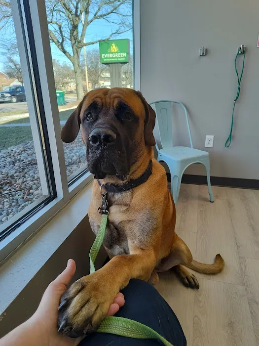 Evergreen Veterinary Clinic Picture 10