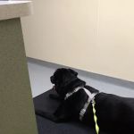 Red Cedar Animal Hospital, PC
